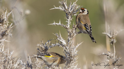 European Goldfinch - Carduelis carduelis - Saka