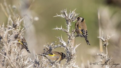 European Goldfinch - Carduelis carduelis - Saka