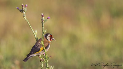 European Goldfinch - Carduelis carduelis - Saka