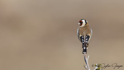 European Goldfinch - Carduelis carduelis - Saka