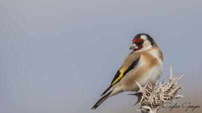 European Goldfinch - Carduelis carduelis - Saka