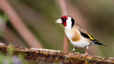 European Goldfinch - Carduelis carduelis - Saka