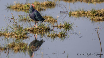 Purple Swamphen - Porphyrio porphyrio - Sazhorozu