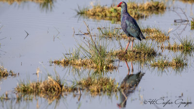 Purple Swamphen - Porphyrio porphyrio - Sazhorozu