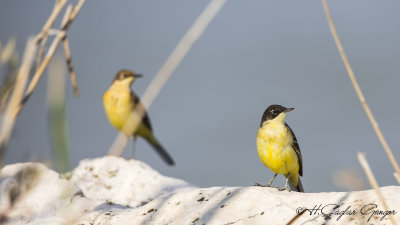 Yellow Wagtail - Motacilla flava - Sarı kuyruksallayan