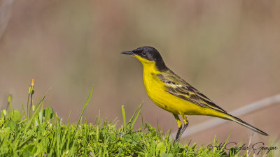 Yellow Wagtail - Motacilla flava - Sarı kuyruksallayan