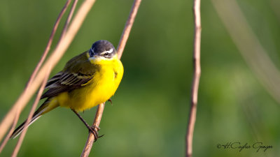 Yellow Wagtail - Motacilla flava - Sarı kuyruksallayan