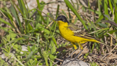 Yellow Wagtail - Motacilla flava - Sarı kuyruksallayan