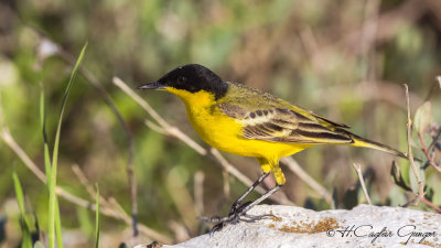 Yellow Wagtail - Motacilla flava - Sarı kuyruksallayan