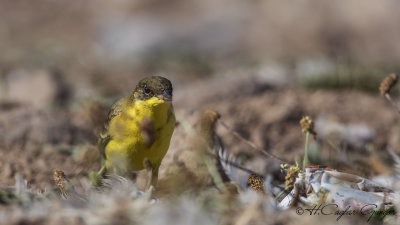 Yellow Wagtail - Motacilla flava - Sarı kuyruksallayan