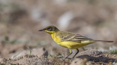 Yellow Wagtail - Motacilla flava - Sarı kuyruksallayan