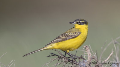 Yellow Wagtail - Motacilla flava - Sarı kuyruksallayan