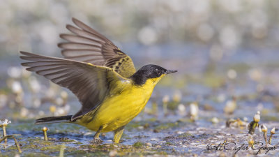 Yellow Wagtail - Motacilla flava - Sarı kuyruksallayan