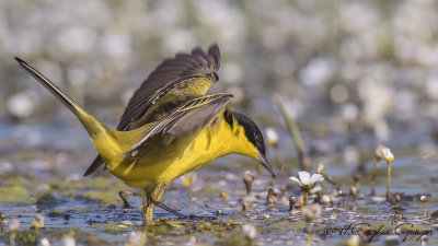 Yellow Wagtail - Motacilla flava - Sarı kuyruksallayan