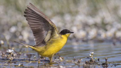 Yellow Wagtail - Motacilla flava - Sarı kuyruksallayan