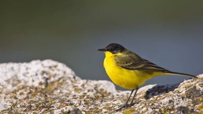 Yellow Wagtail - Motacilla flava - Sarı kuyruksallayan