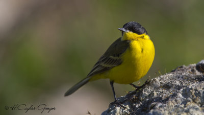 Yellow Wagtail - Motacilla flava - Sarı kuyruksallayan