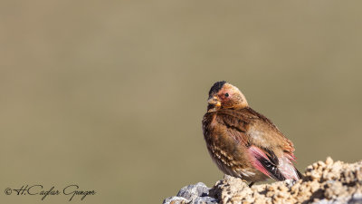 Eurasian Crimson-winged Finch - Rhodopechys sanguineus - Alamecek