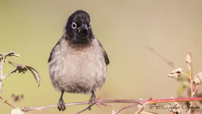 White-spectacled Bulbul - Pycnonotus xanthopygos - Arap bülbülü