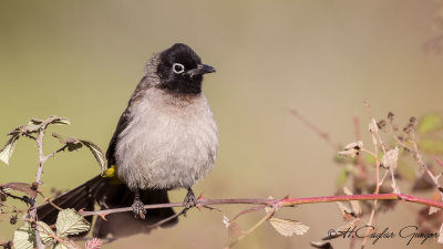 White-spectacled Bulbul - Pycnonotus xanthopygos - Arap bülbülü