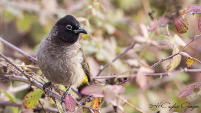 White-spectacled Bulbul - Pycnonotus xanthopygos - Arap bülbülü