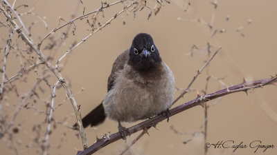 White-spectacled Bulbul - Pycnonotus xanthopygos - Arap bülbülü