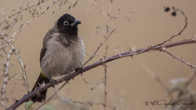 White-spectacled Bulbul - Pycnonotus xanthopygos - Arap bülbülü