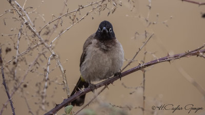 White-spectacled Bulbul - Pycnonotus xanthopygos - Arap bülbülü