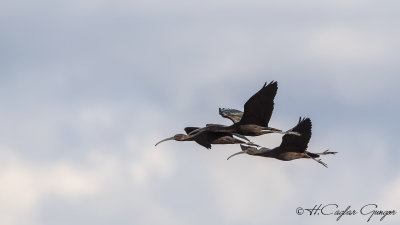 Glossy Ibis - Plegadis falcinellus - Çeltikçi