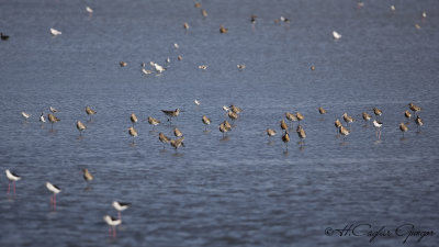 Black-tailed Godwit - Limosa limosa - Çamurçulluğu