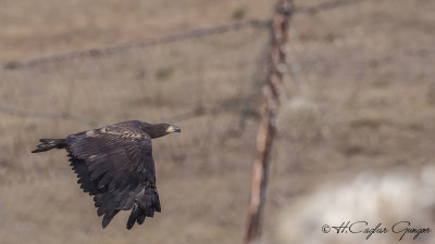 White-tailed Eagle - Haliaeetus albicilla - Akkuyruklu kartal