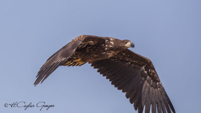 White-tailed Eagle - Haliaeetus albicilla - Akkuyruklu kartal