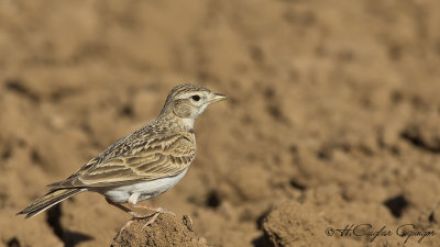 Greater Short-toed Lark - Calandrella brachydactyla - Bozkır toygarı