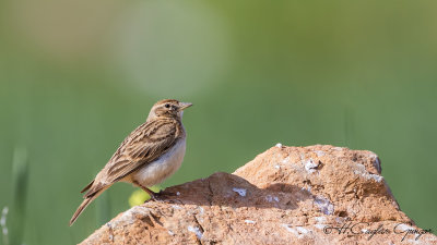 Greater Short-toed Lark - Calandrella brachydactyla - Bozkır toygarı