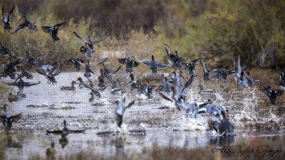 Mallard - Anas platyrhynchos - Yeşilbaş