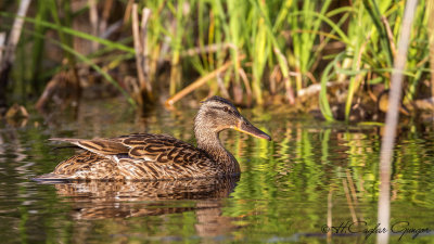 Mallard - Anas platyrhynchos - Yeşilbaş