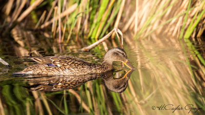 Mallard - Anas platyrhynchos - Yeşilbaş
