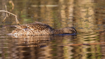 Mallard - Anas platyrhynchos - Yeşilbaş