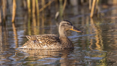 Mallard - Anas platyrhynchos - Yeşilbaş
