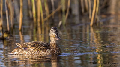 Mallard - Anas platyrhynchos - Yeşilbaş