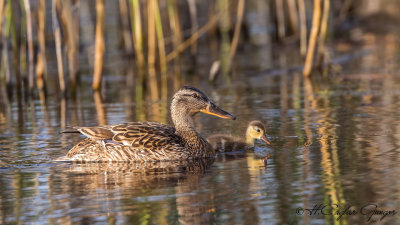 Mallard - Anas platyrhynchos - Yeşilbaş