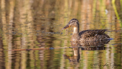 Mallard - Anas platyrhynchos - Yeşilbaş