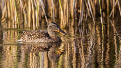Mallard - Anas platyrhynchos - Yeşilbaş