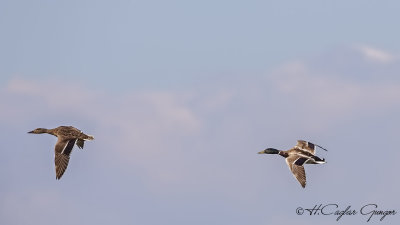 Mallard - Anas platyrhynchos - Yeşilbaş