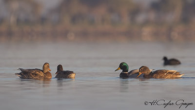 Mallard - Anas platyrhynchos - Yeşilbaş