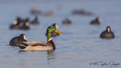 Mallard - Anas platyrhynchos - Yeşilbaş