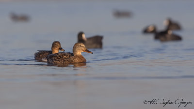 Mallard - Anas platyrhynchos - Yeşilbaş