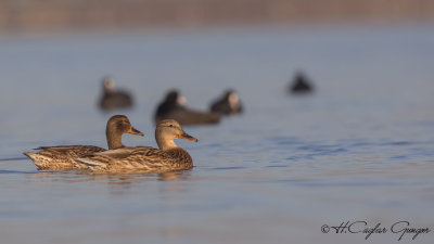 Mallard - Anas platyrhynchos - Yeşilbaş