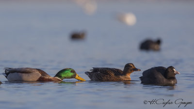 Mallard - Anas platyrhynchos - Yeşilbaş