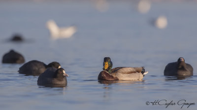 Mallard - Anas platyrhynchos - Yeşilbaş